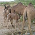 Untamed Camels