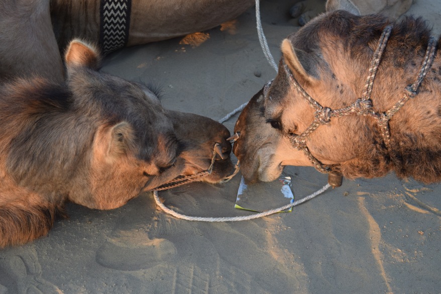 While we played in sand, our camels indulged in a relaxed tete-a-tete