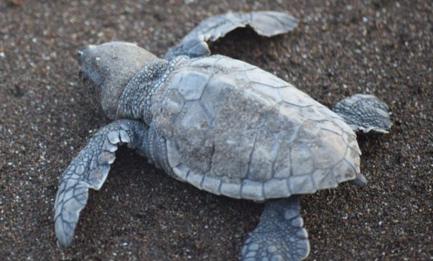 Baby Olive Ridley Turtle